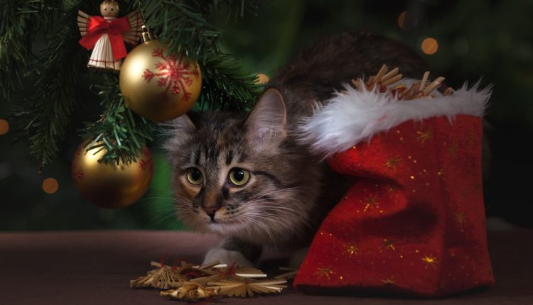 new year, cat, gifts