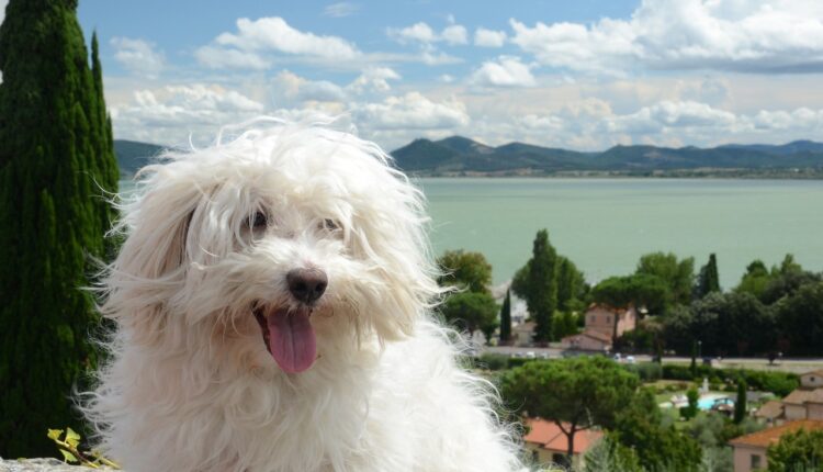 dog, hairy, white